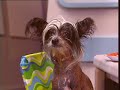 Puppy Bowl III Intro Piece