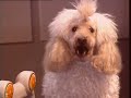 Puppy Bowl III Intro Piece