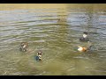 100% freestyle! 100% freestyle!