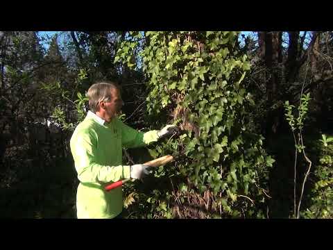 how to eliminate english ivy