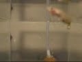 i-guppy