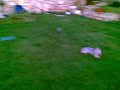 Willy vs Peti