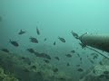 Orata Marco Dada Pesca Apnea Orata Marco Dada Pesca Apnea