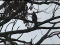 Crow