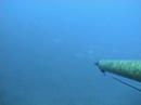 Branco Dentici Marco Dada Pesca Apnea