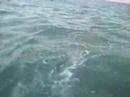 tarpon trip
