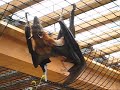 Flying Fox-the Largest Bat in the World at Columbus Zoo