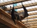Flying Fox - The Largest Bat in the World at Columbus Zoo