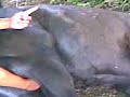 la castracion rustica de un caballo sin medicamentos.