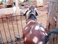 Bode de Jero em Uau�