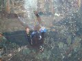 Fish tank frogmen at Burj al Arab