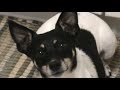 Impatient rat terrier Impatient rat terrier