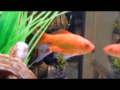 how to treat goldfish fungus