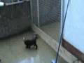 WATERPOWER LABRADOR PUPPIES 