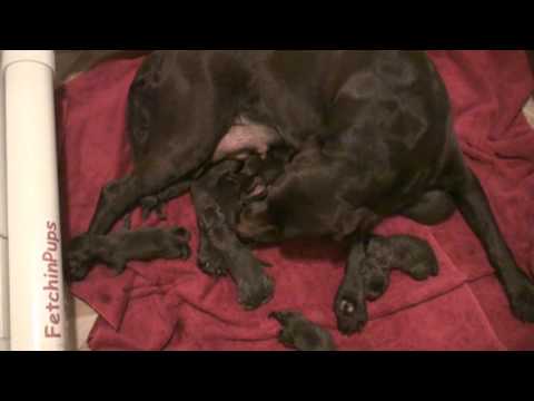 Mocha, our Chocolate Labrador Retriever has 10 Puppies! (5:29 PM just a few minutes after the 10th)
