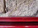 pipistrelle bat climbing #2 pipistrelle bat climbing #2