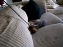 Mildmay the Cat -- The Early Years