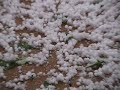 Our Hail storm video 06/16/07