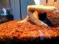 B.Smithi vs szarańcza