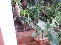 Dolce Vida Costa Rica Pt1