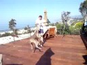 Hudson the Flying Dog Hudson the Flying Dog