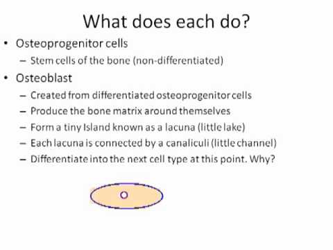 skeletal renewal - Lecture discussing the Skeletal System, its function and physiology (Part 1 of 3)