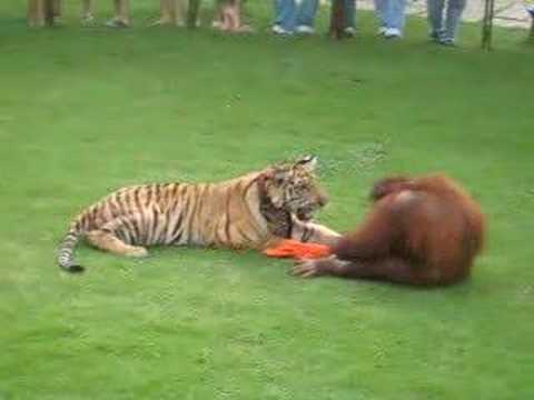 Monkey versus Tiger