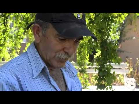 how to plant milkweed