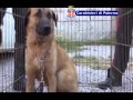 Bagheria, cane liberato dal tubo al collo