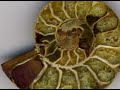 05-Ammonite Zoom-abridged