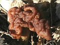 Beefsteaks - DO NOT EAT