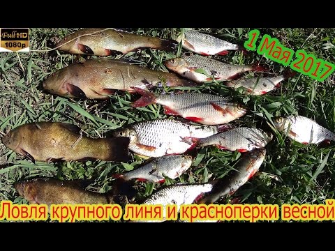 как правильно ловить линя на удочку как правильно ловить линя на удочку
