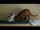 Fl�ckchen putzt Babou