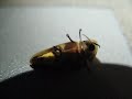 Firefly