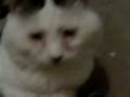 videos de carmelo 1.3gp