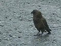 kea-parrot-surprised-lustiger-kea-beim-putzen-berrascht-.html