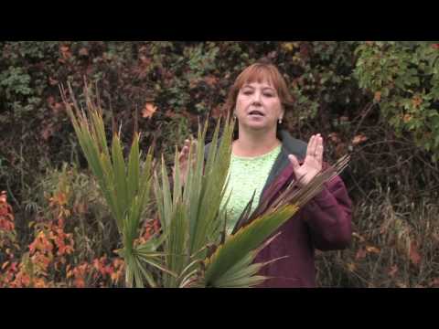 how to replant big palm trees
