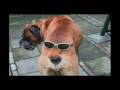 videos de VerY FuNNY aNImatED GiFs