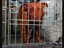 Dedicated to Pitbulls and the heroes who save them