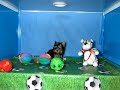 Yorkshire Terrier Hembra COV REF:155 12