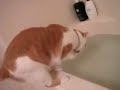 ?????????????A Dynamic Way to Drink Water [Taro the Cat]