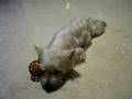Westie Puppy Week 59 rest 6