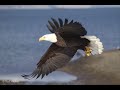 Food For Fantasy - Spirit Of Freedom