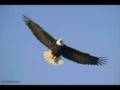 videos de Food For Fantasy - Spirit Of Freedom