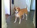 My Boy Arlo