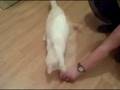 Dancing Cleo mega mix.wmv