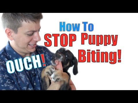 how to train gsd not to bark