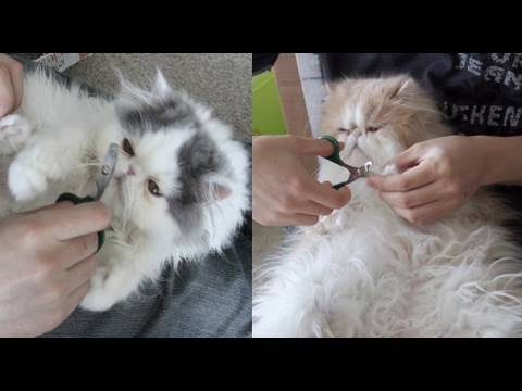 Cat Grooming 101: Nail Trimming