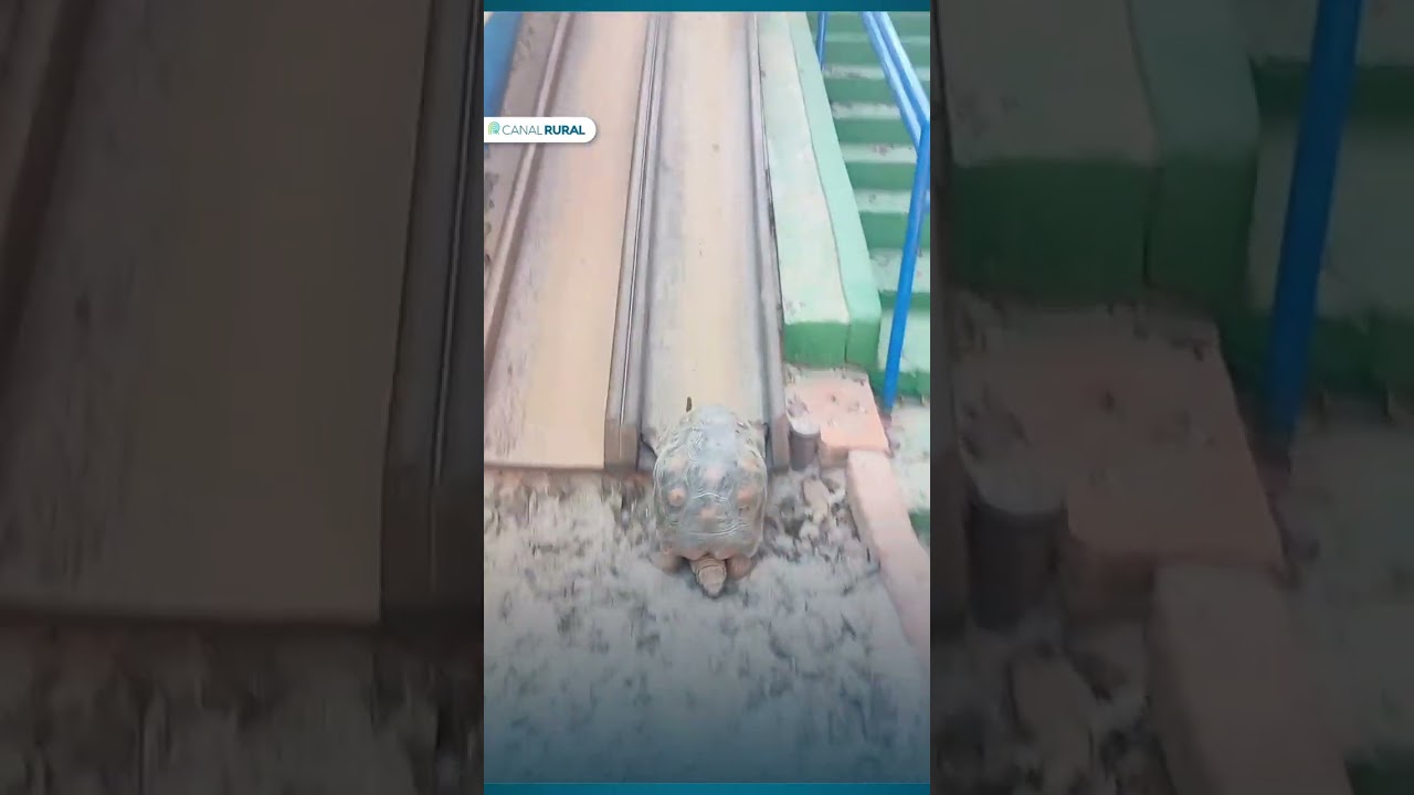 Jabuti encara o escorregador na maior tranquilidade