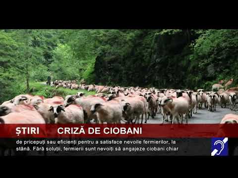 Criză de ciobani